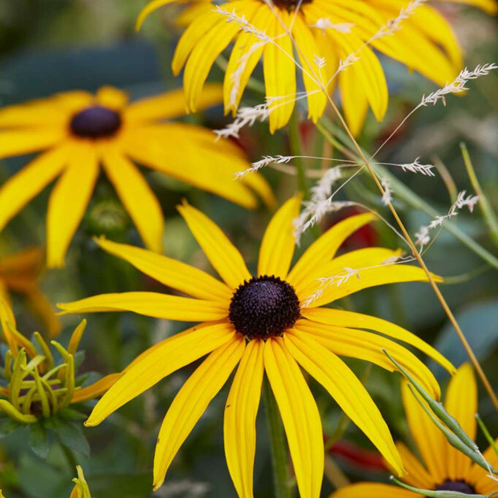 Solhat 'Goldsturm' (Rudbeckia fulgida var. sullivantii)